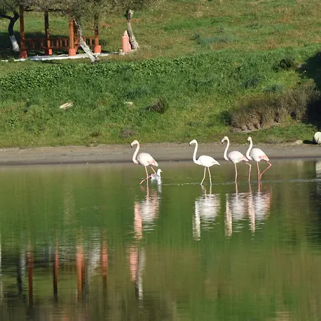 شقة Mamadinas House Allimpanta