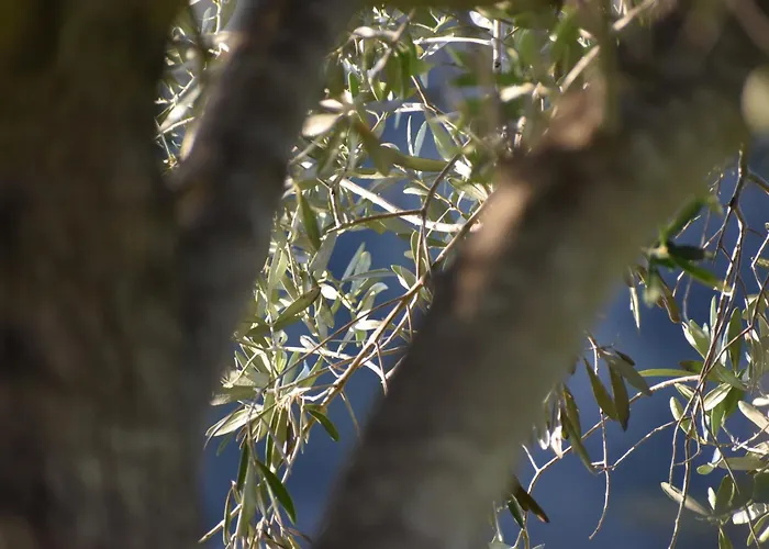 شقة Mamadinas House Allimpanta أمولياني